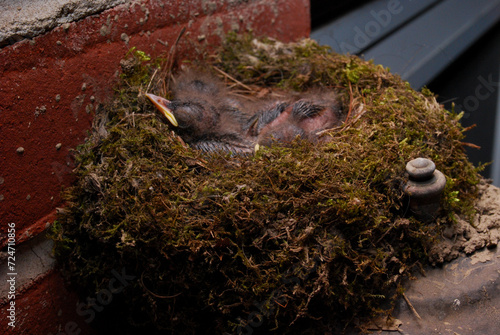 Eastern Phoebe nest with chicks nestled inside