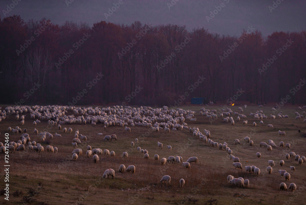 The flock of sheep on a cool evening near the dark forest. Domestic animals returned to the barn in the rural area of Romania