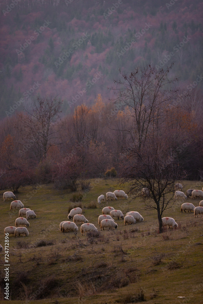 Fototapeta premium The flock of sheep on a cool evening near the dark forest. Domestic animals returned to the barn in the rural area of Romania