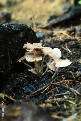 A group of mushrooms sitting on top of ground. Mushrooms growing in the forest. Selective focus. For wallpapers and backgrounds 