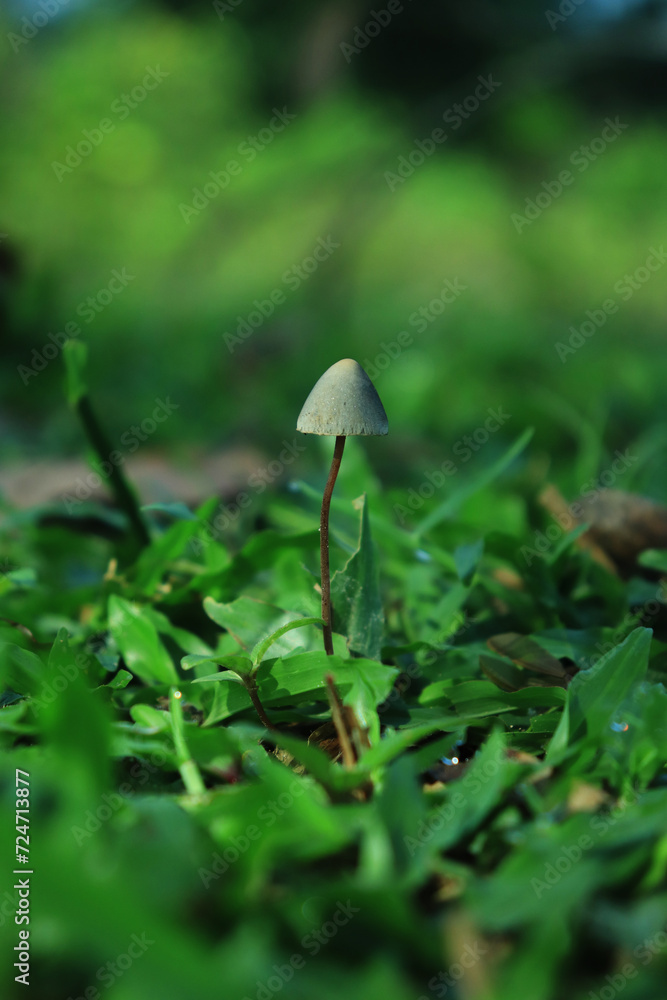 Beautiful closeup of forest mushrooms in grass, autumn season. little fresh mushrooms, growing in Autumn Forest. Mushroom picking concept. Magical Beautiful closeup of forest mushrooms in grass, autumn season. little fresh mushrooms, growing in Autumn Forest. Mushroom picking concept. Magical
