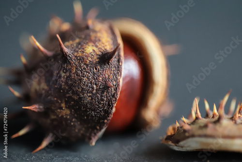 - 1 opened chestnut fruit in autumn