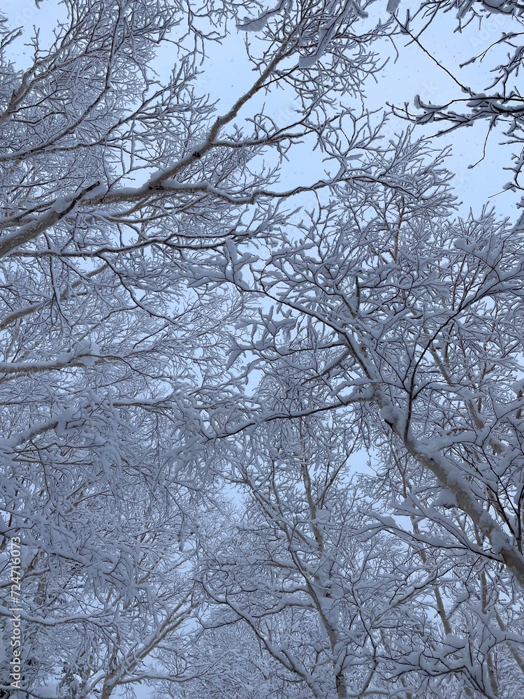 tree canopy in winter tree canopy in winter