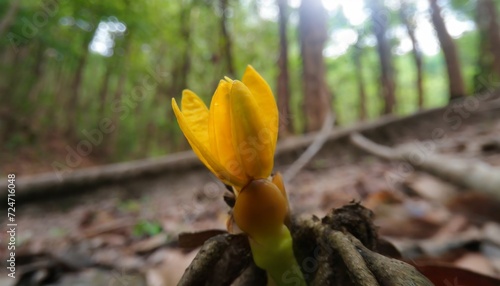 close up of yellow burgeon of orobanche in the wild nature