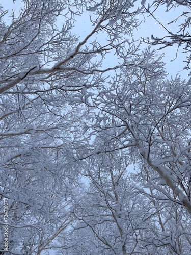 tree canopy in winter 