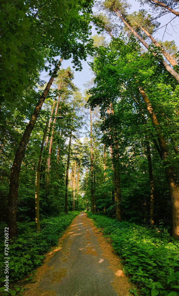 Straight asphalt road through a dense pine forest. Walk in the fresh air. The concept of a healthy lifestyle. Straight asphalt road through a dense pine forest. Walk in the fresh air. The concept of a healthy lifestyle.