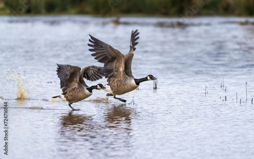 Canada Goose, Branta canadensis birds in flight over Marshes