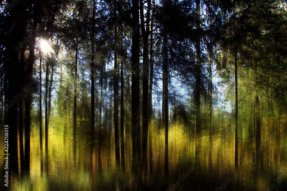 Fototapeta premium - spruce forest at sunset