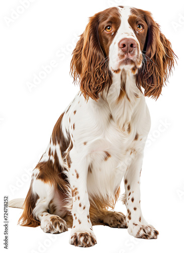 Welsh Springer Spaniel dog, full body. photo