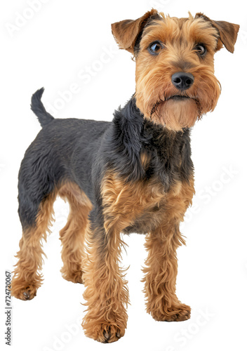 Welsh Terrier dog  full body