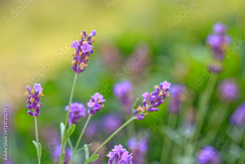 Blooming purple lavender in a field isolated on green
