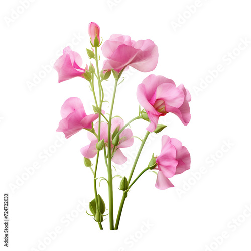Sweet Pea flower isolated on transparent background