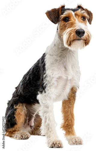 Wire Fox Terrier dog, full body.