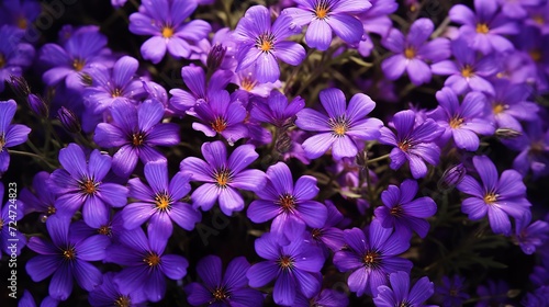 violet flowers background Blooming clematis in the © Rozeena