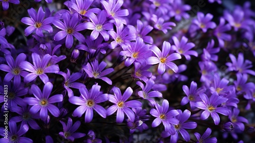 violet flowers background Blooming clematis in the