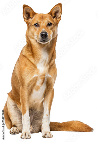 Carolina Dog is a breed of dog with a full body.