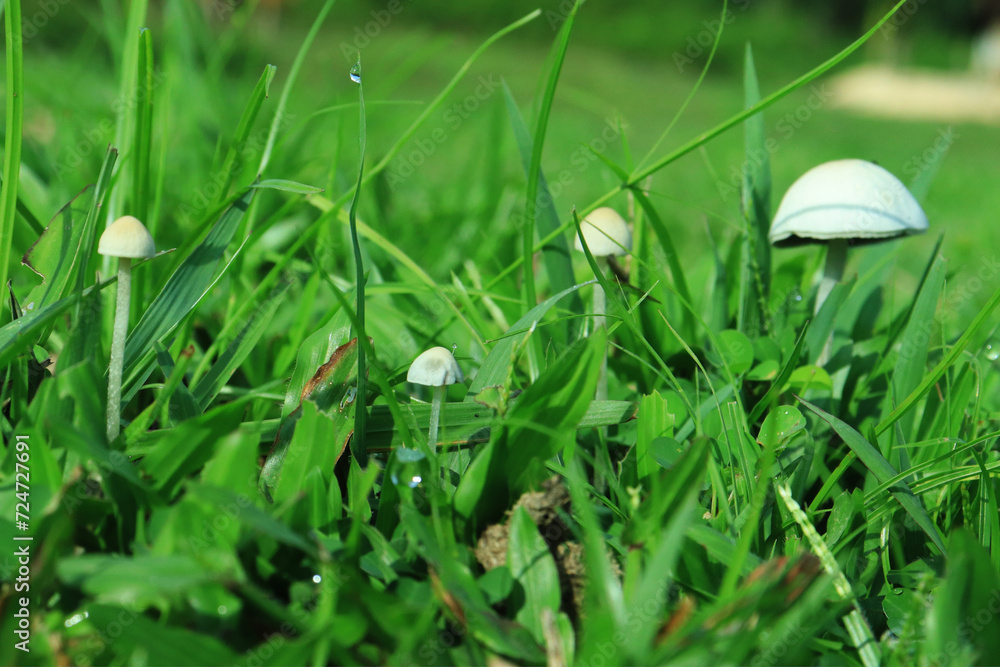 Beautiful closeup of forest mushrooms in grass, autumn season. little fresh mushrooms, growing in Autumn Forest. Mushroom picking concept. Magical Beautiful closeup of forest mushrooms in grass, autumn season. little fresh mushrooms, growing in Autumn Forest. Mushroom picking concept. Magical