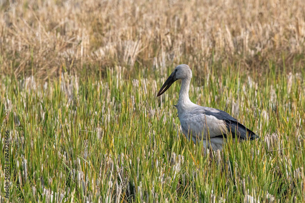 Fototapeta premium Asian Openbill