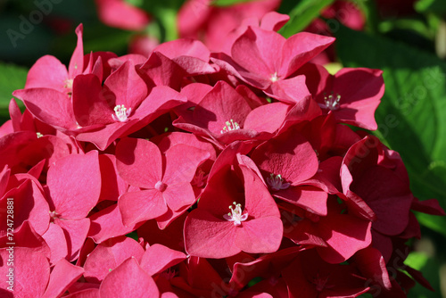 Pink mophead Hydrangea flowers in macro close up photo