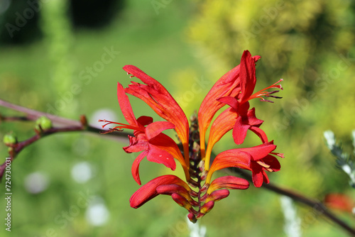 Red crocosmia flowering spike in close up