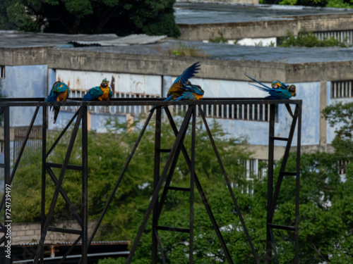 A flock of Blue-and-Yellow Macaw sitting on top a highway billboard grooming their feathers after rain
