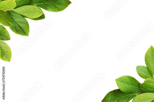 Green leaves of blueberry i...