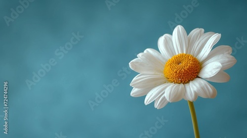  a close up of a white flower with a yellow center on a blue background with a yellow center on the center of the flower and a yellow center on the center of the flower.