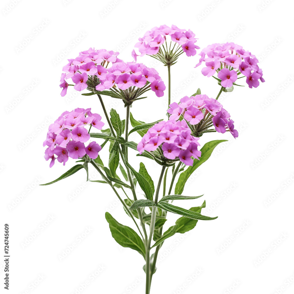 Verbena flower isolated on transparent background Verbena flower isolated on transparent background