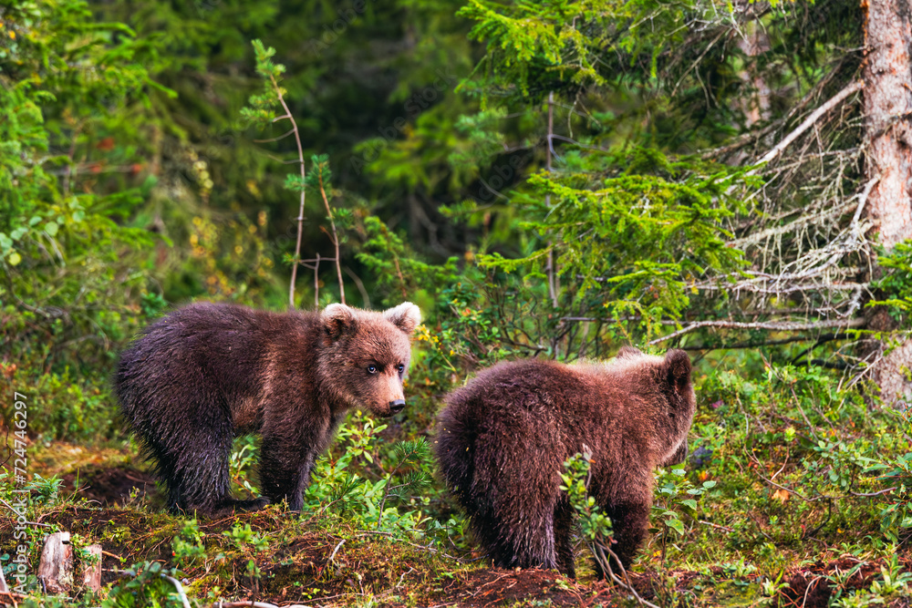 Fototapeta premium brown bear cub