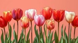  a bunch of different colored tulips in front of a pink background with a green stem in the foreground and a green stem in the middle of the foreground.