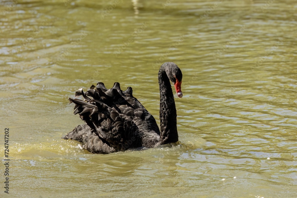 Naklejka premium The black swan (Cygnus atratus). Species of swan from Australia.