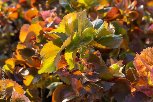 Painted copperleaf, Copper beef steak, Copper leaf or Jacob's coat with lighting of sunshine in the garden for background. photo