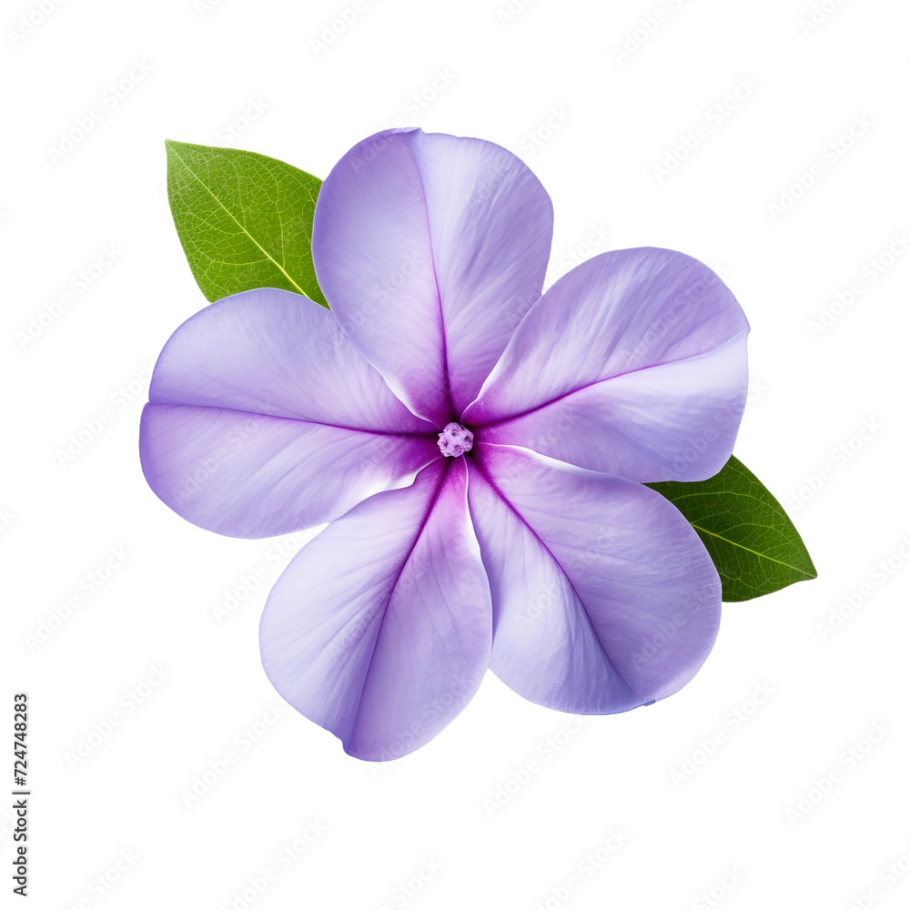Vinca flower isolated on transparent background Vinca flower isolated on transparent background