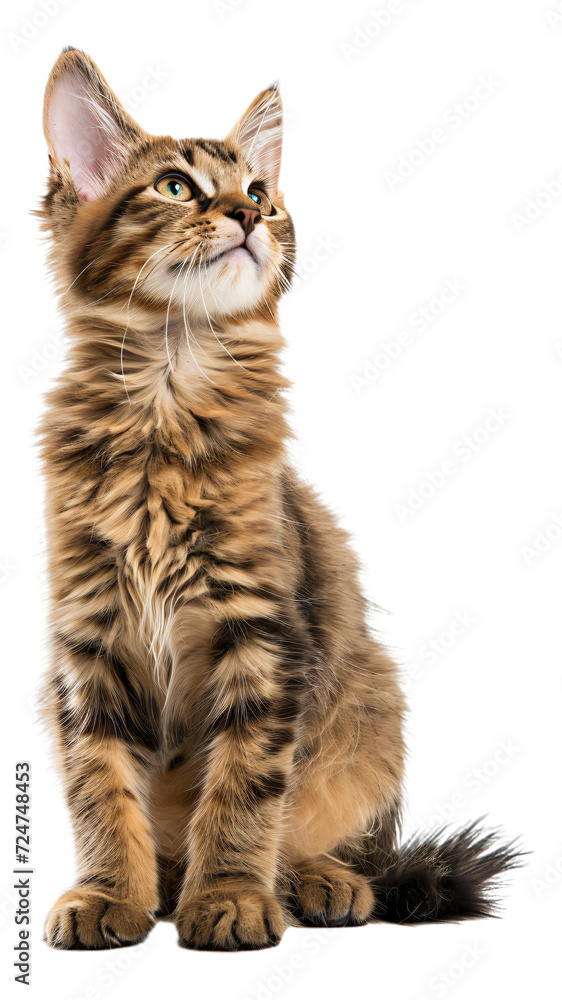 An LaPerm Shorthair cat