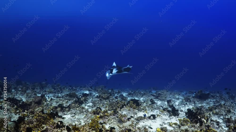 Manta Ray showing over the reef in the atoll of Fakarava in the French Polynesia in the middle of the South Pacific Manta Ray showing over the reef in the atoll of Fakarava in the French Polynesia in the middle of the South Pacific