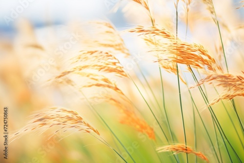 ornamental grass swaying in strong breeze