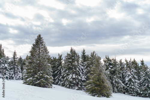 winter forest green fir trees under snow in the mountains. High quality photo © Maria Tatic