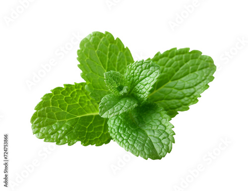 mint leaves isolated on transparent background
