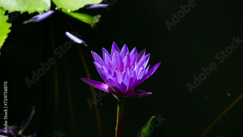 Blooming purple water lily flower in the pond. 