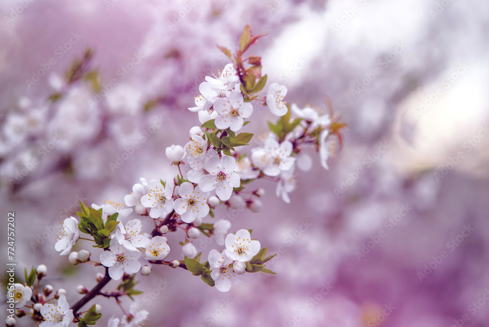 Cherry blossom branch in the garden in spring
Cherry blossom branch in the garden in spring