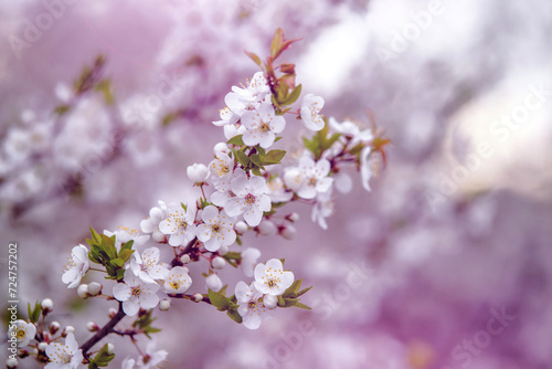 Cherry blossom branch in the garden in spring  © licvin