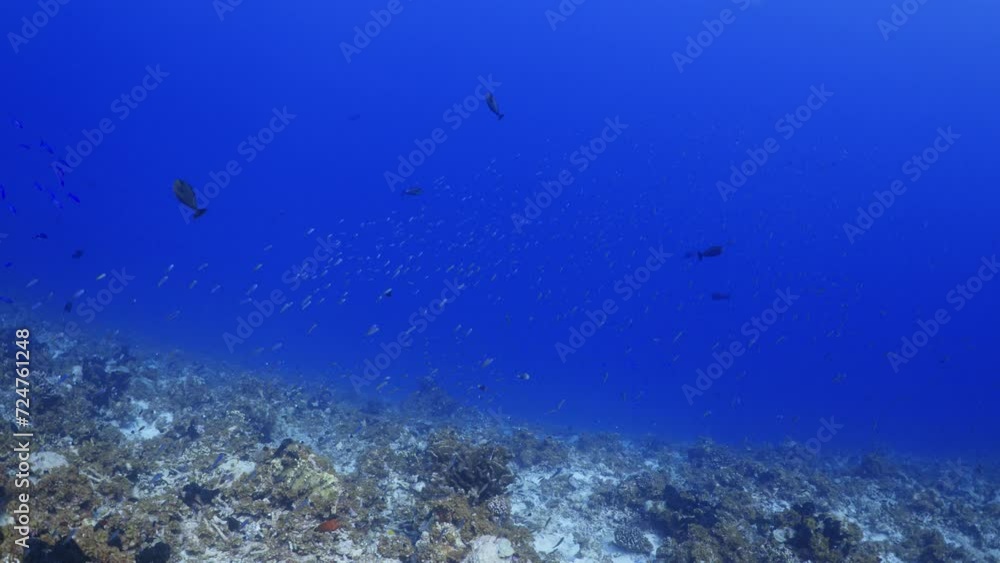 Shoal of Google-Eye and Humpback Red Snappers with Grey sharks in over the reef in the atoll of Fakarava in the French Polynesia in the middle of the South Pacific Shoal of Google-Eye and Humpback Red Snappers with Grey sharks in over the reef in the atoll of Fakarava in the French Polynesia in the middle of the South Pacific