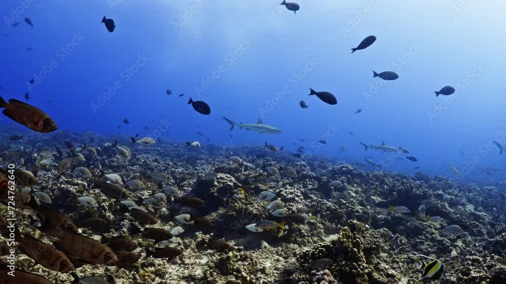 Shoal of Google-Eye, and Humpback Red Snappers with Grey sharks in the Background over the reef in the atoll of Fakarava in the French Polynesia in the middle of the South Pacific Shoal of Google-Eye, and Humpback Red Snappers with Grey sharks in the Background over the reef in the atoll of Fakarava in the French Polynesia in the middle of the South Pacific