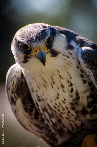 falcon portrait