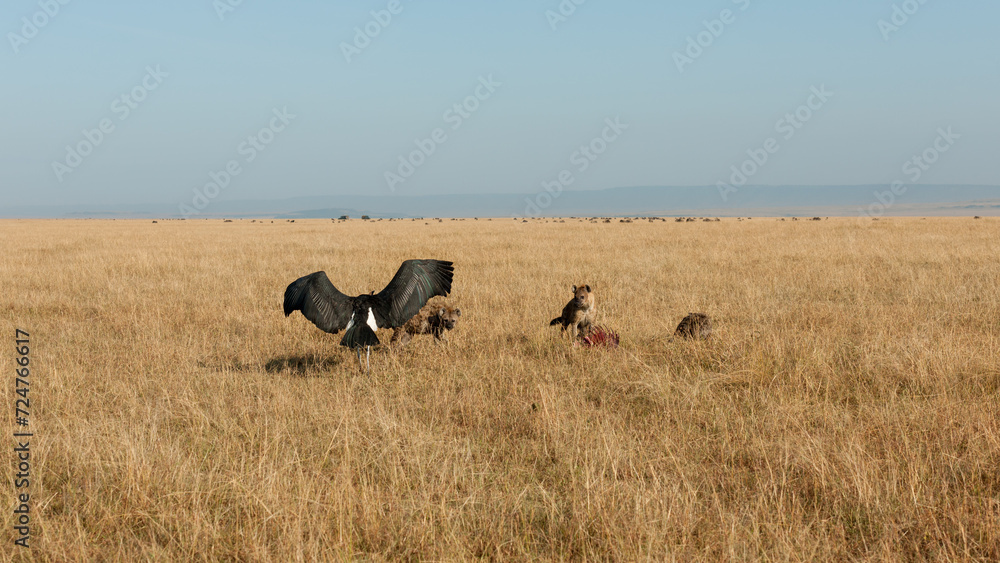 Marabou looking for food