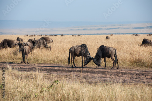 migration in the Masai Mara Kenya