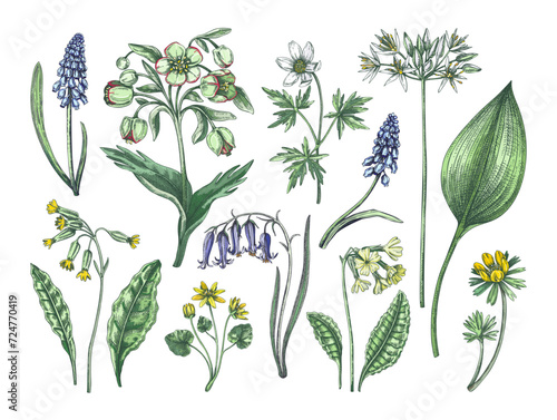 Spring flower sketches. Hand-drawn vector illustrations. Woodland wildflowers. Cowslip, bluebell, grape hyacinth, hellebore, winter aconite. Floral design in color