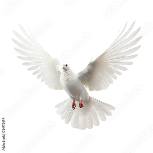A white dove of the peace isollated on the transparent background .