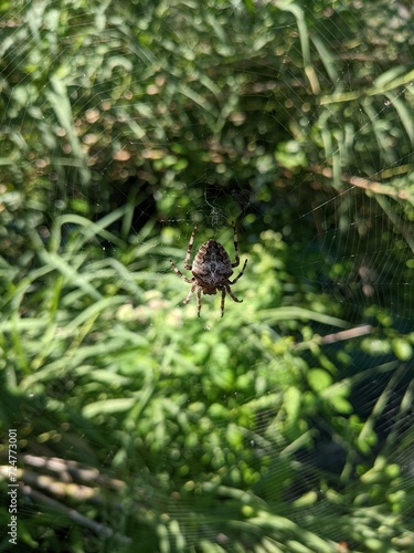 spider on a web