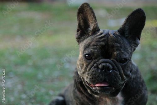A cute of french bulldog backgrounds © rueangrit